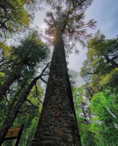 Araucaria