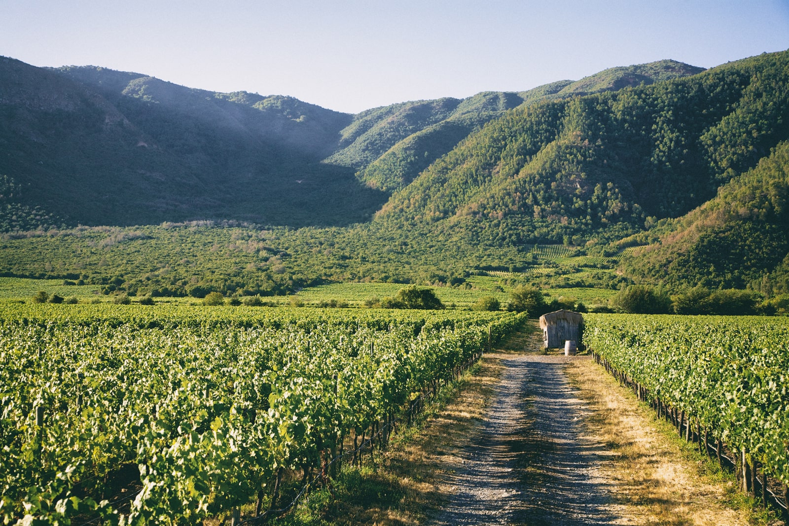 Casablanca Valley, Chile wine region