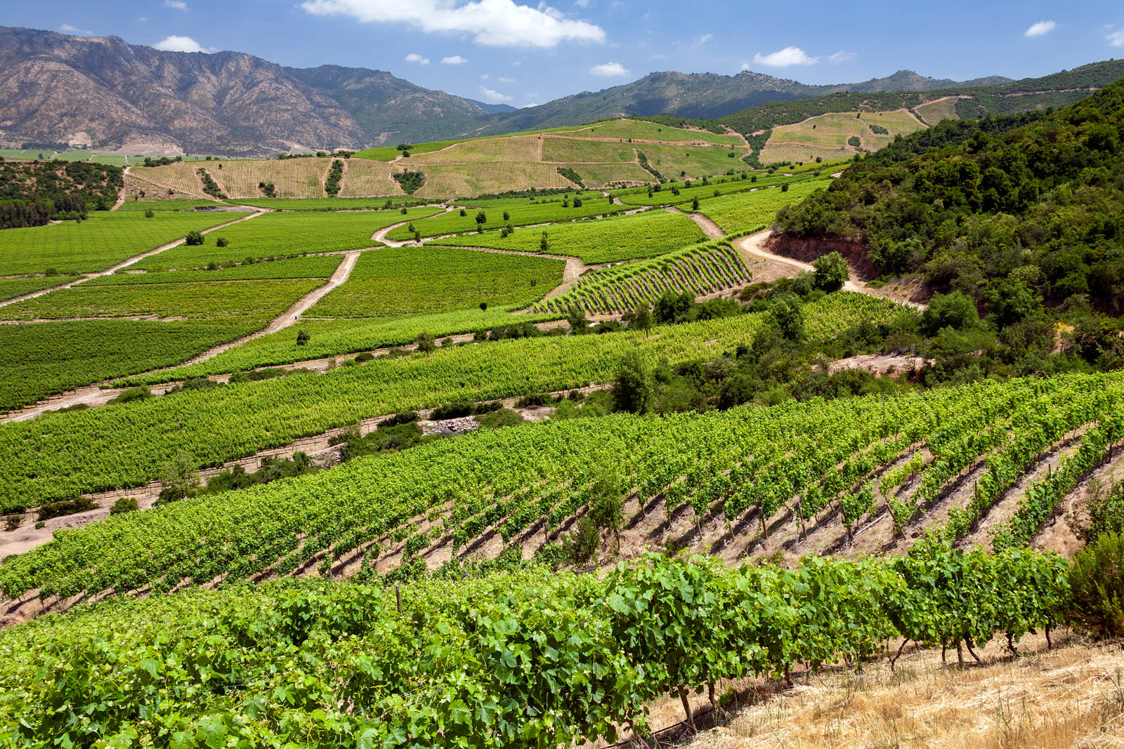 Colchagua Valley