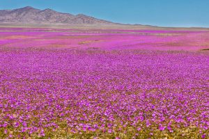 Flowering desert! The driest in the world fills with flowers in spring