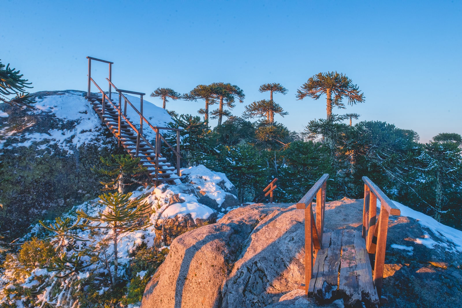 Nahuelbuta National Park and the Araucaria trees