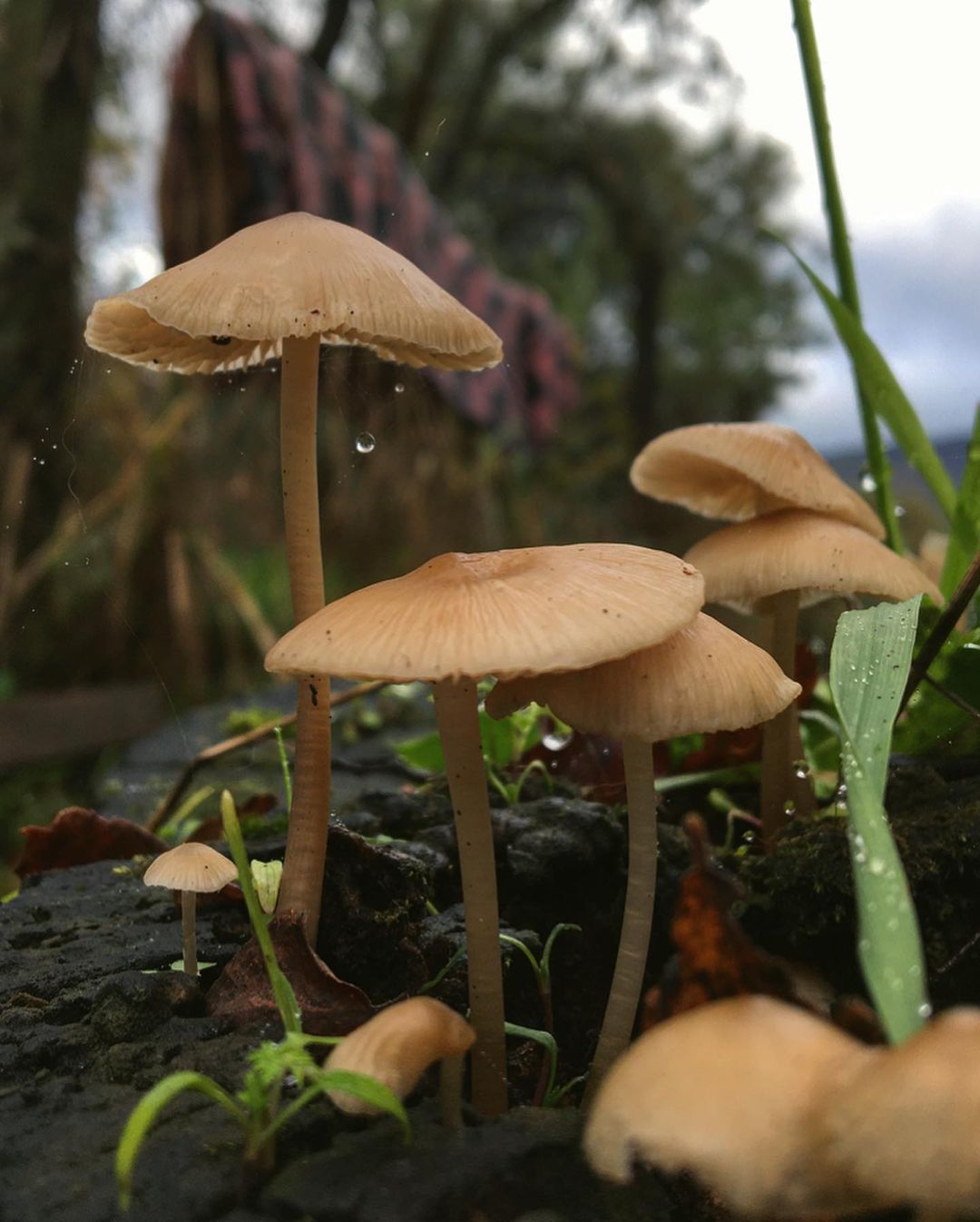 DAS WUNDERBARE REICH DER PILZE IM HERBST IN CHILE