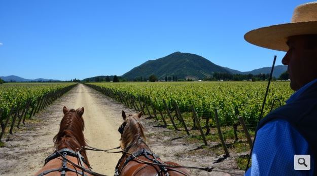 wine tour chile